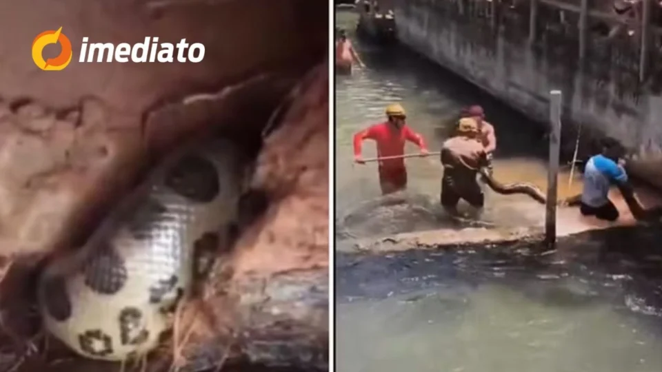 VÍDEO: Sucuri de cinco metros assusta banhistas e é resgatada em balneário de Rio Quente