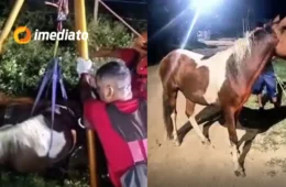 VÍDEO: Cavalo é resgatado por bombeiros após cair em fossa de construção no Amazonas