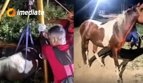VÍDEO: Cavalo é resgatado por bombeiros após cair em fossa de construção no Amazonas