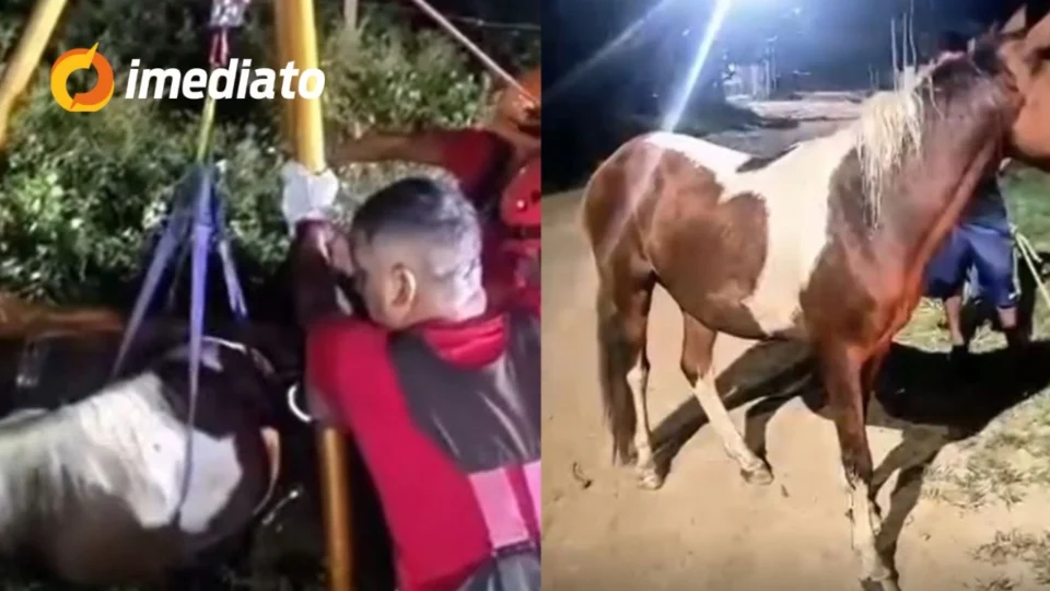 VÍDEO: Cavalo é resgatado por bombeiros após cair em fossa de construção no Amazonas