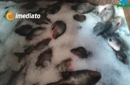 Cinco toneladas de pescado são apreendidas por armazenamento irregular em embarcação no bairro Educandos