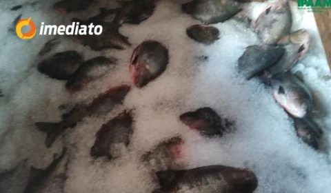 Cinco toneladas de pescado são apreendidas por armazenamento irregular em embarcação no bairro Educandos