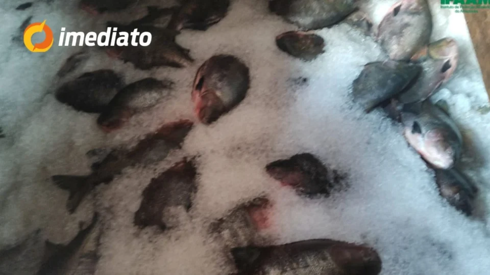 Cinco toneladas de pescado são apreendidas por armazenamento irregular em embarcação no bairro Educandos