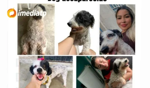 Tutora oferece recompensa para encontrar cadelinha desaparecida no bairro Mutirão, em Manaus