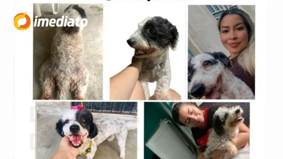 Tutora oferece recompensa para encontrar cadelinha desaparecida no bairro Mutirão, em Manaus