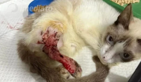 Gatinha com esporotricose luta pela vida após ser resgatada em Manaus; família faz apelo por ajuda