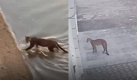 Veja vídeo: Onça-parda assusta moradores ao ser flagrada correndo perto de escola no Centro de Boa Vista