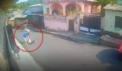 Cachorro atacado por pitbull no bairro Redenção precisa de atendimento e lar