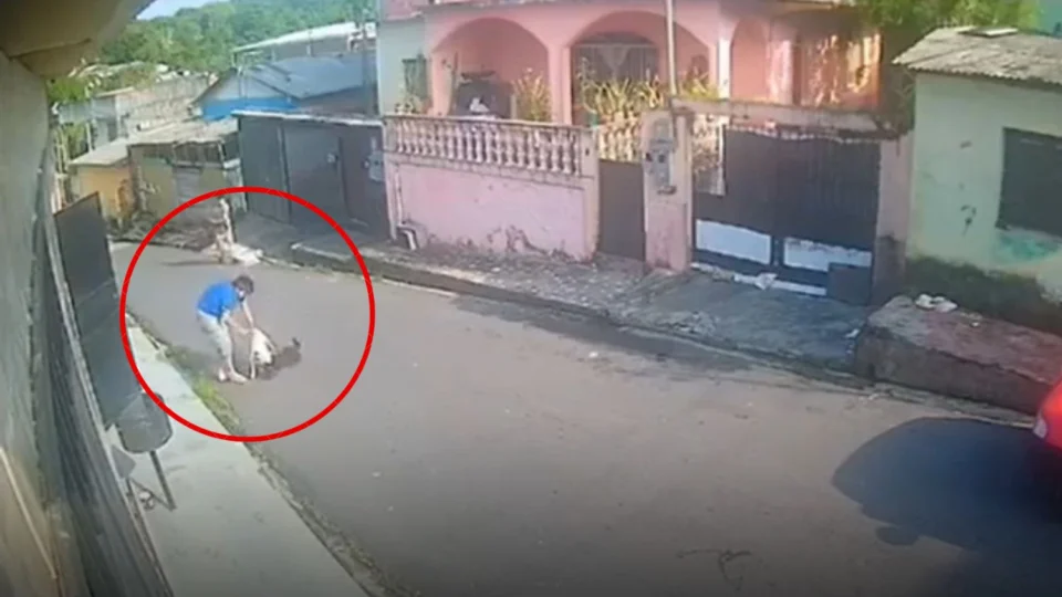 Cachorro atacado por pitbull no bairro Redenção precisa de atendimento e lar