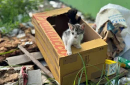 Veja o vídeo: Filhotes de gatos são deixados para morrer dentro de caixa em rua do bairro Tarumã