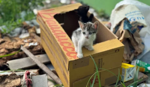 Veja o vídeo: Filhotes de gatos são deixados para morrer dentro de caixa em rua do bairro Tarumã