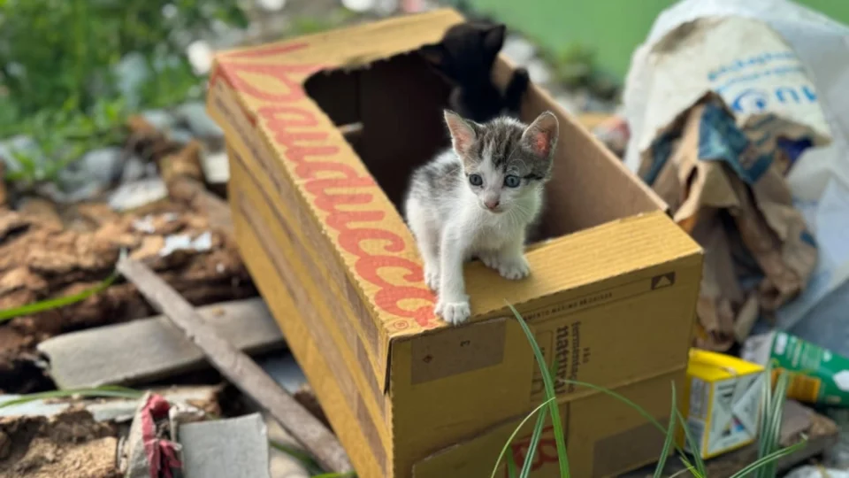 Veja o vídeo: Filhotes de gatos são deixados para morrer dentro de caixa em rua do bairro Tarumã