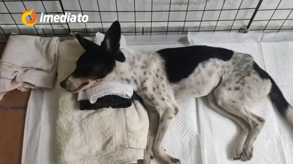 Protetora de animais pede ajuda para comprar medicamentos para cachorrinha diagnosticada com cinomose