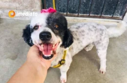 Tutora faz apelo para encontrar cachorrinha desaparecida no bairro Mutirão, em Manaus