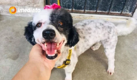 Tutora faz apelo para encontrar cachorrinha desaparecida no bairro Mutirão, em Manaus