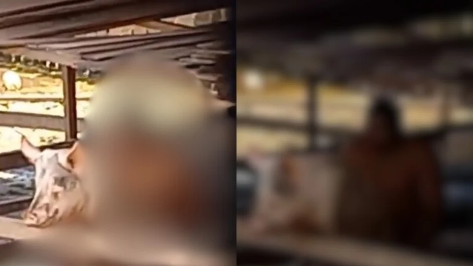 Veja o vídeo: Homem é flagrado abusando de porco em comunidade no Amazonas; polícia deve investigar caso de zoofilia