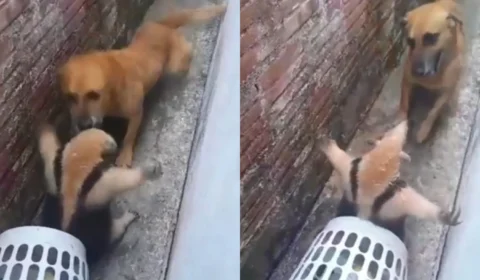 Veja no vídeo: Tutor filma confronto entre cachorro caramelo e tamanduá após invasão em residência de SP