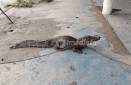 Vídeo mostra jacaré invadindo quintal após alagamento e sendo resgatado no Armando Mendes