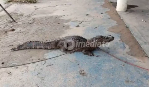 Vídeo mostra jacaré invadindo quintal após alagamento e sendo resgatado no Armando Mendes