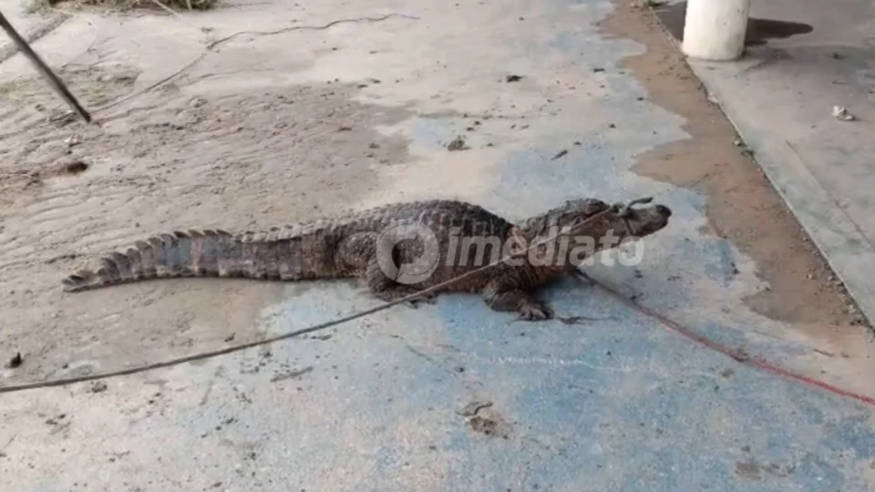 Vídeo mostra jacaré invadindo quintal após alagamento e sendo resgatado no Armando Mendes