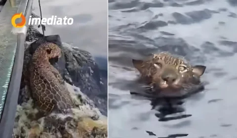 VEJA VÍDEO: Onça-pintada é resgatada ao tentar atravessar nadando Rio Negro em direção à Ponta Negra