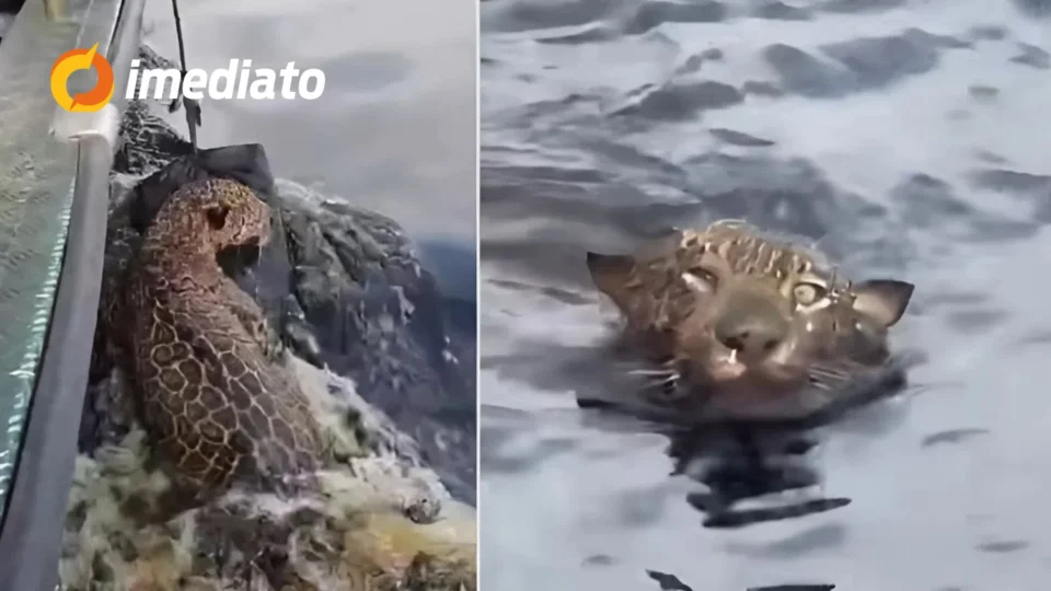 VEJA VÍDEO: Onça-pintada é resgatada ao tentar atravessar nadando Rio Negro em direção à Ponta Negra