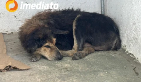 Mulher pede ajuda para resgatar cachorra abandonada com tumor que precisa de cirurgia urgente