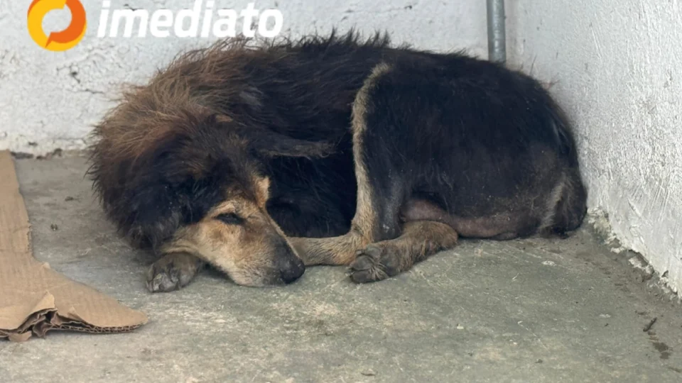 Mulher pede ajuda para resgatar cachorra abandonada com tumor que precisa de cirurgia urgente