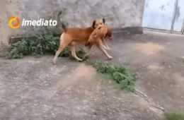 VÍDEO: Cachorro caramelo é flagrado fugindo com galinha na boca e acaba sendo perseguido por crianças