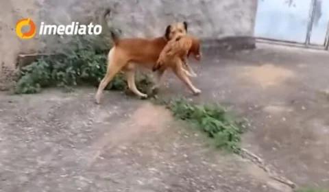 VÍDEO: Cachorro caramelo é flagrado fugindo com galinha na boca e acaba sendo perseguido por crianças