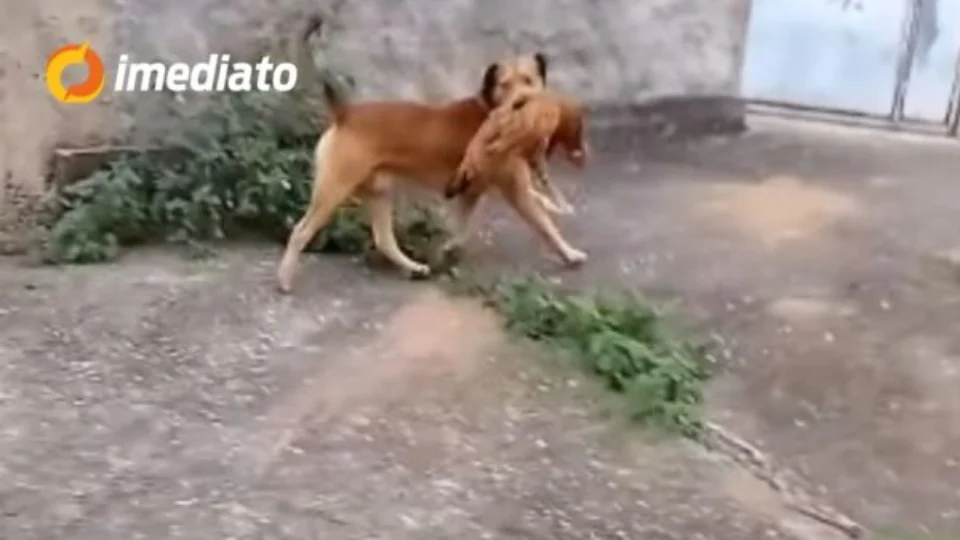 VÍDEO: Cachorro caramelo é flagrado fugindo com galinha na boca e acaba sendo perseguido por crianças