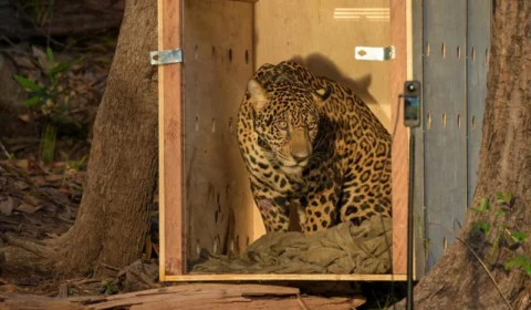 Onça-pintada resgatada no Rio Negro é devolvida à natureza após operação de 24 horas no Amazonas