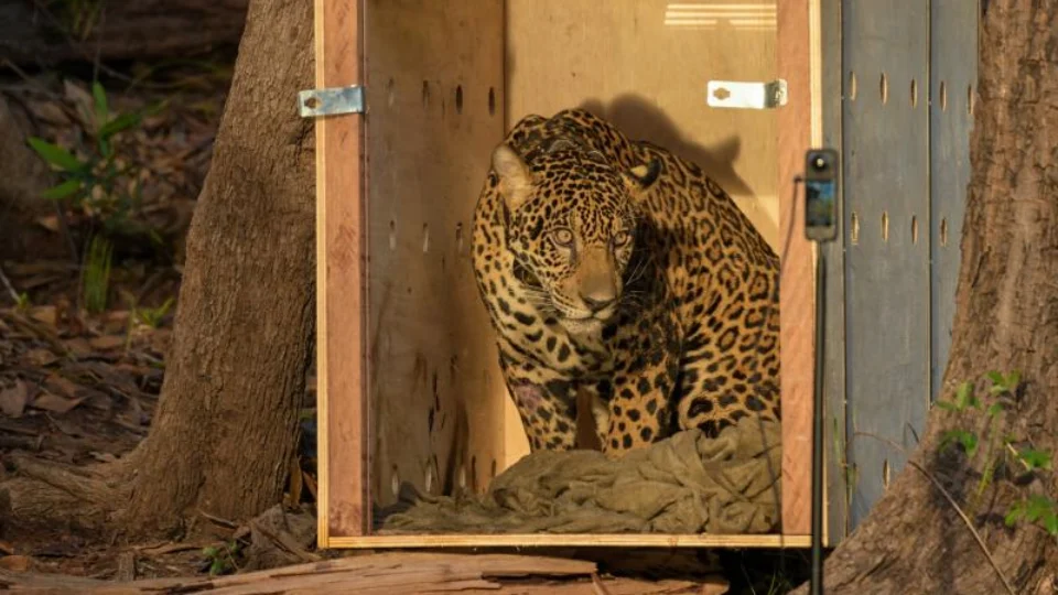 Onça-pintada resgatada no Rio Negro é devolvida à natureza após operação de 24 horas no Amazonas
