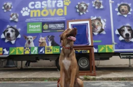 Nova unidade do Castramóvel é inaugurada e amplia atendimento veterinário gratuito em Manaus