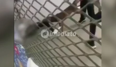 CENA FORTE: Aluna fica gravemente ferida após ser atacada por pitbull que invadiu escola