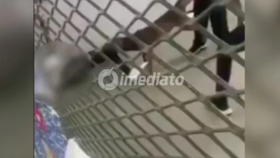 CENA FORTE: Aluna fica gravemente ferida após ser atacada por pitbull que invadiu escola
