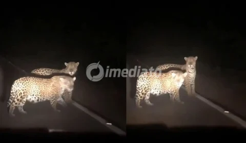 VÍDEO: Caminhoneiro registra travessia de casal de onças-pintadas na BR-174, em Roraima