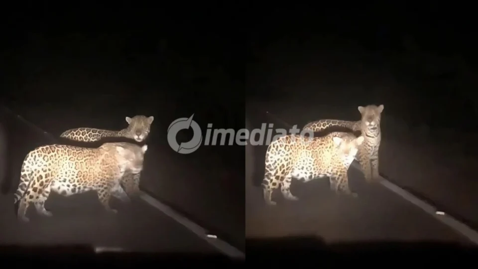 VÍDEO: Caminhoneiro registra travessia de casal de onças-pintadas na BR-174, em Roraima