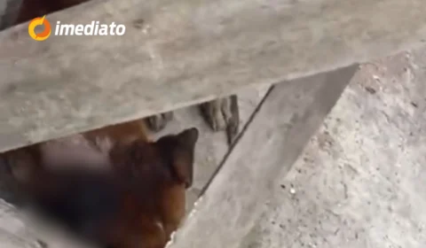 Mulher pede ajuda para resgatar cachorro em situação de rua com ferimento grave no Jorge Teixeira