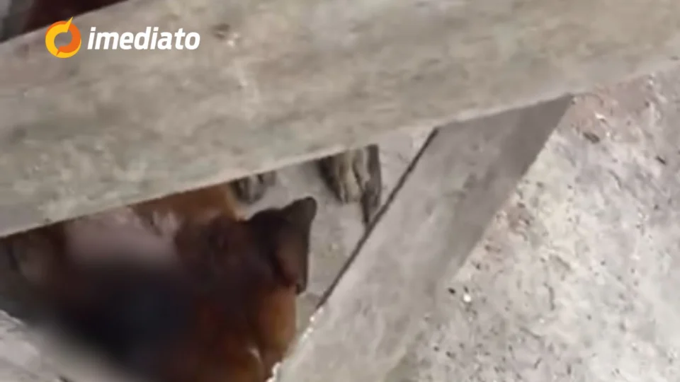 Mulher pede ajuda para resgatar cachorro em situação de rua com ferimento grave no Jorge Teixeira