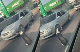 Corvardia: Cachorro é abandonado pelo dono em plena luz do dia na avenida Boulevard