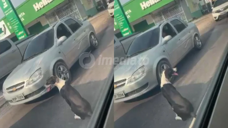 Corvardia: Cachorro é abandonado pelo dono em plena luz do dia na avenida Boulevard