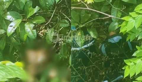 Veja as imagens: Corpo de mulher é encontrado em decomposição em área de mata na Ponta Negra