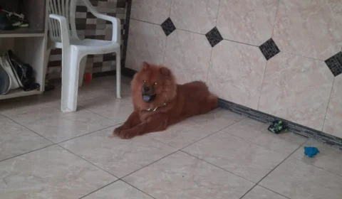 Tutora faz apelo para encontrar ‘Chow Chow’ que desapareceu após pular de caminhonete no bairro Cidade Nova