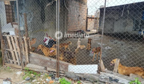 Maus-tratos: 16 cães são resgatados de canil clandestino no bairro Flores