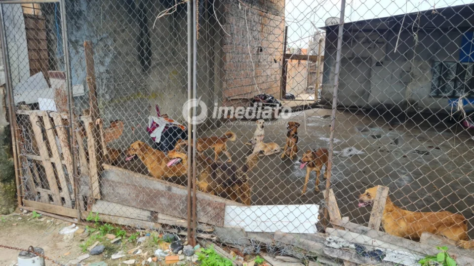 Maus-tratos: 16 cães são resgatados de canil clandestino no bairro Flores