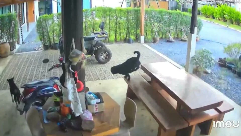 VÍDEO: foguetes atingem casa na Tailândia durante conflito com o Camboja