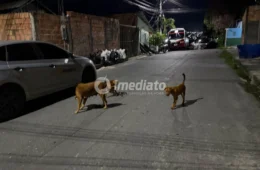 Moradores denunciam abandono de cães após a morte do tutor no bairro Braga Mendes