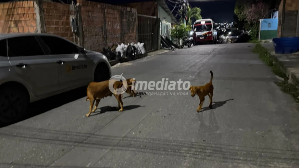 Moradores denunciam abandono de cães após a morte do tutor no bairro Braga Mendes