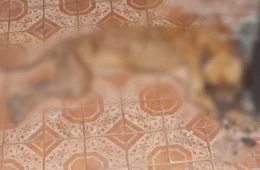 Polícia prende homem por maus-tratos a cão no bairro São Jorge